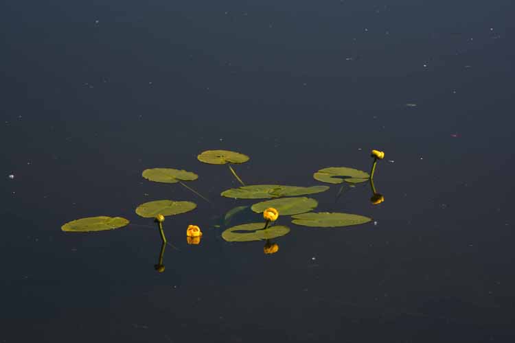 lily pads closeup